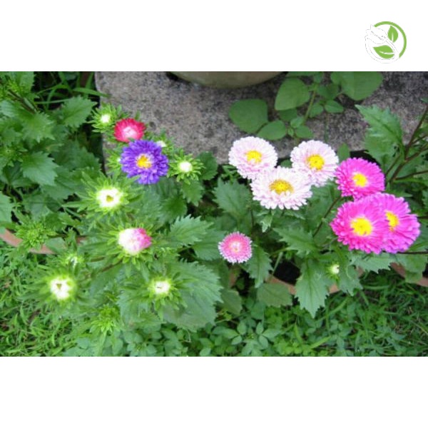 Hạt Giống Hoa Cúc Đà Lạt PN-22 - Gói 0.5g - Chrysanthemum Flower