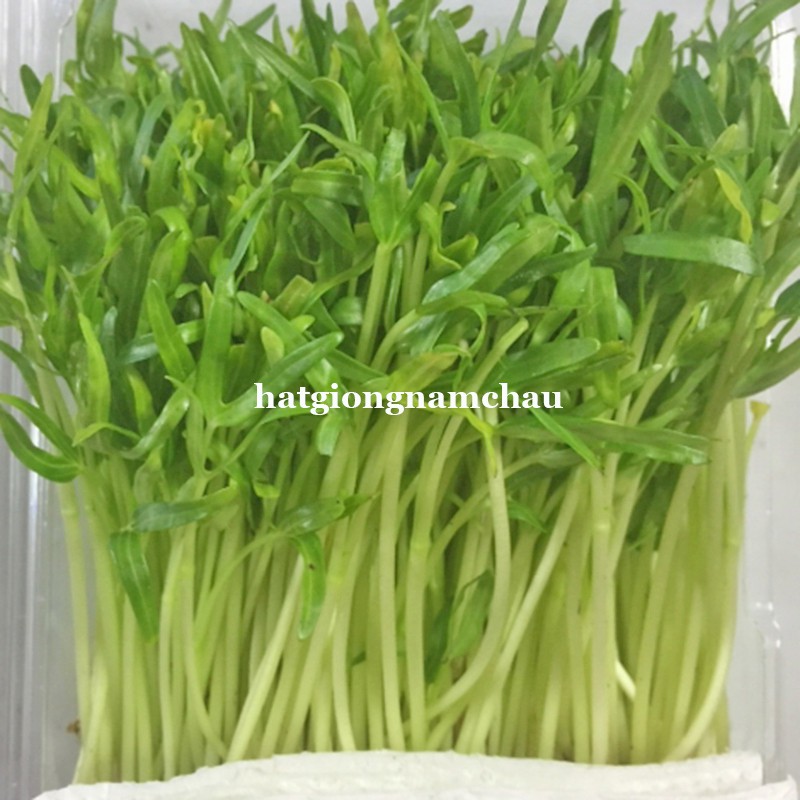 HẠT GIỐNG RAU MẦM RAU MUỐNG