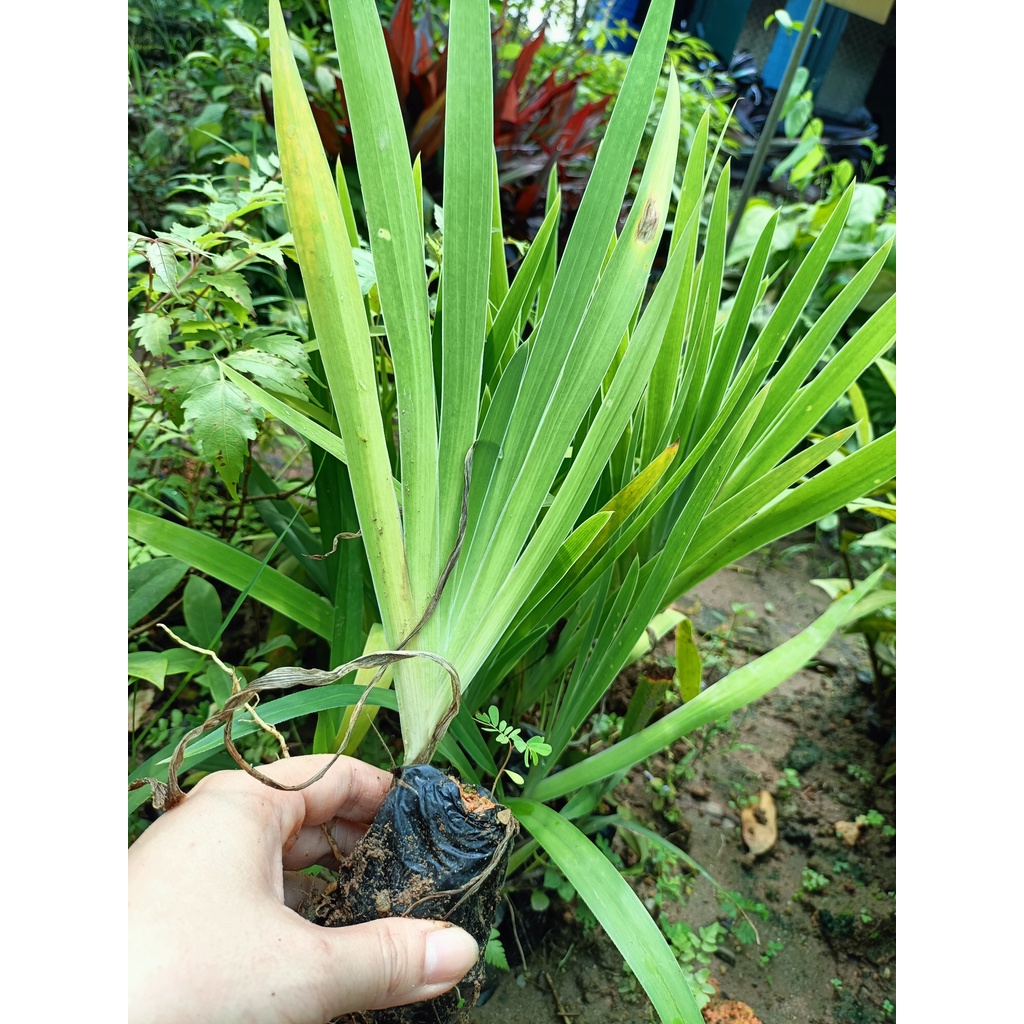 Combo 2 cây giống xạ can