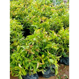 CÂY GIỐNG MỘC HƯƠNG