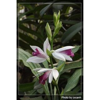 1 khóm địa lan hạc đỉnh trắng viền hồng tây bắc