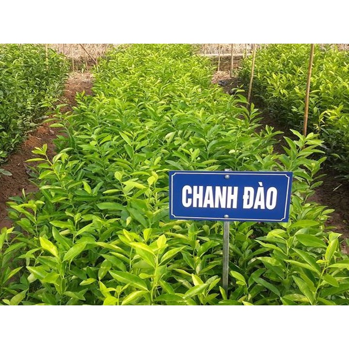 Cây giống chanh đào