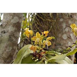 LAN CẨM BÁO TÂY BẮC