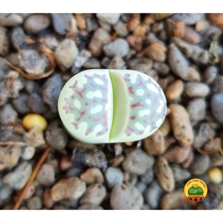 Mua  VIP  Lithops  sen mông dòng Dorotheae  size 1.2 - 1.8cm