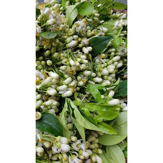 TINH DẦU HOA BƯỞI HÀ NA
