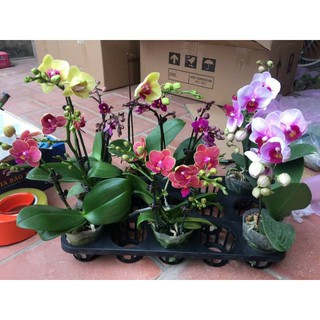 lan hồ điệp sẵn 2 ngồng hoa