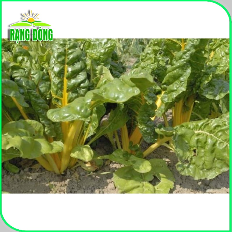 Hạt giống Cải Cầu Vồng Vàng (Cải Cầu Vòng) dễ trồng, sinh trưởng tốt (gói 10gr) - Hạt giống Rạng Đông