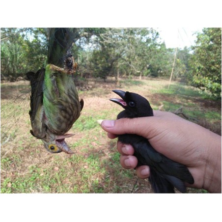 lưới bẫy chim tàng hình hàng thái lan bắt các loại chim chào mào,chim ri+chim trao trảo + khuyên v..vc