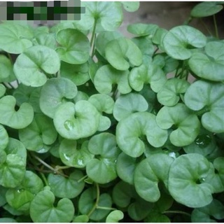 Hạt giống cỏ đồng tiền 50h bộ thủy canh cỏ kim tiền thân rễ dát vàng chậu đồng cỏ hạt giống