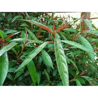 5 cây con khỉ trắng. đỏ (hoàn ngọc)