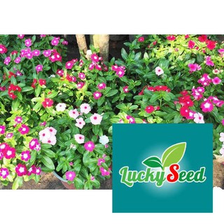 50 hạt giống dừa cạn đứng nhiều màu LUCKYSEED