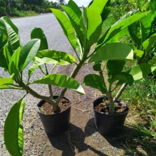 Cây 🌲 Sứ Đại... thái.. màu vàng