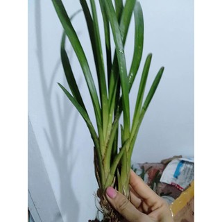 Cây giống hoa lan địa kiếm
