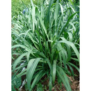 Gói 100g cỏ sả lá lớn Mombasa Ghine