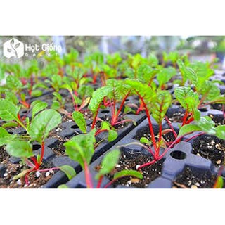 Hạt giống rau cải bảy màu gói 100 hạt