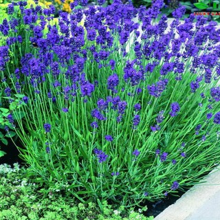 Combo 10 gói Hạt giống hoa lavender - Hoa oải hương tím