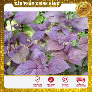 Hạt Giống Tía Tô(2gr)