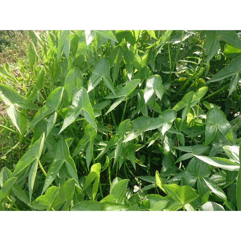Hạt giống cây kèo nèo
