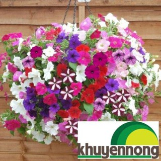 Hạt giống  hoa dạ yến thảo mix màu 100 hạt