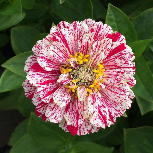 30 Hạt Giống Hoa Cúc Lá Nhám CandyStripe