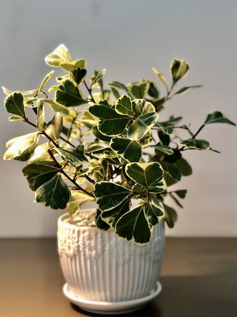 CÂY ĐA TAM PHÚC ( Hàng để bàn, giá chưa bao gồm chậu sứ)