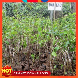Cây Giống Táo Đại H15 ( 3 Cây ) Quả To Ngọt Năng Suất Cao