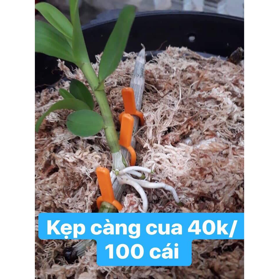 50 cái kẹp càng cua ghim hoa lan