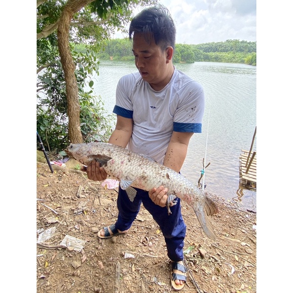 Mồi câu Chép Nâu Nanbei 350gram