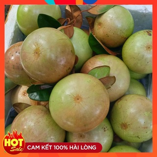 Cây Giống Vú Sữa Bơ Hồng Chín Vỏ Màu Hồng Phấn Cây Ghép Trồng Một Năm Ra Quả