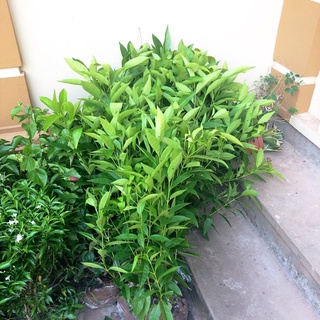Cây giống vối nếp