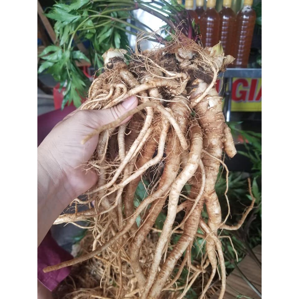 Đương quy khô 100 gram