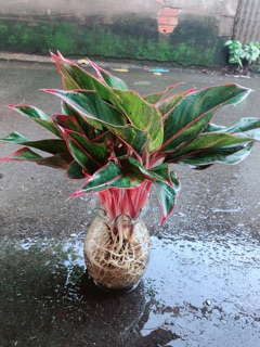 Chậu Phú Quý Thuỷ Sinh