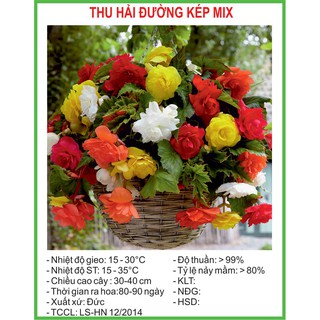 Hạt Giống Thu hải đường kép Mix 5 Hạt/ Gói