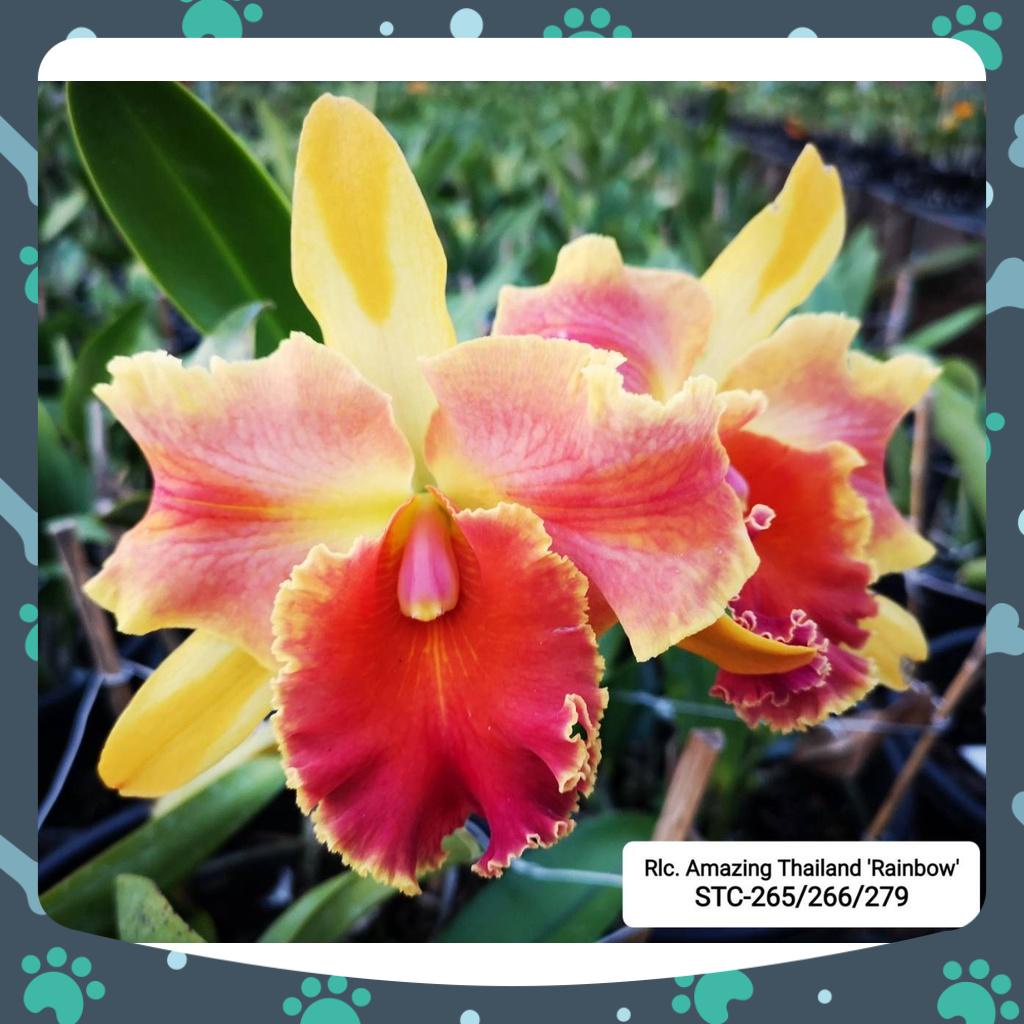 [Có bảo hành] combo 6 cây cattaleya giống màu mới rất đẹp bông to