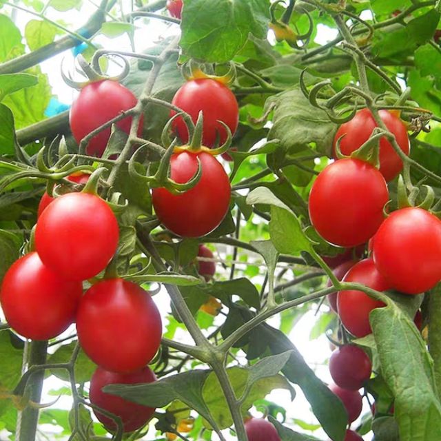 Hạt giống cà chua cherry chuỗi ngọc siêu ngọt  30 hạt