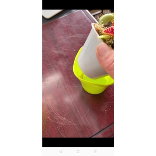Chậu cây bẫy kẹp bắt mồi - Venus Flytrap