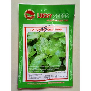 Hạt giống húng chanh