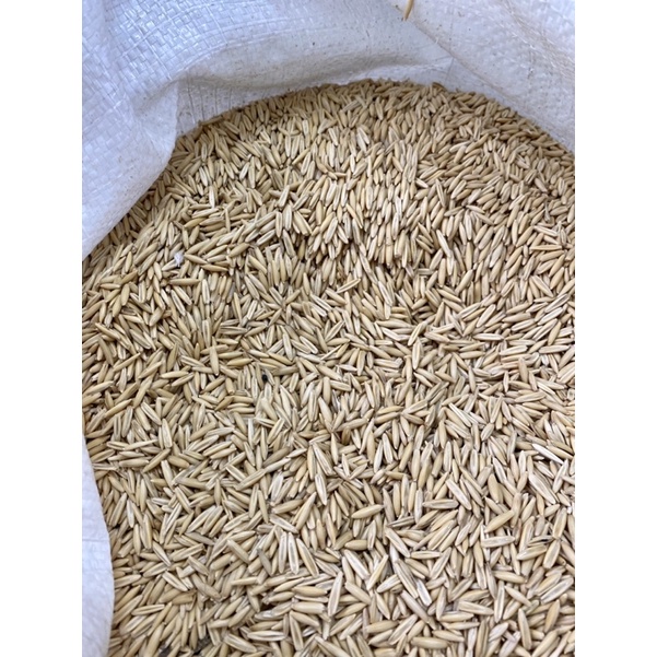 Hạt yến mạch nguyên vỏ.Thức ăn cho thú cưng