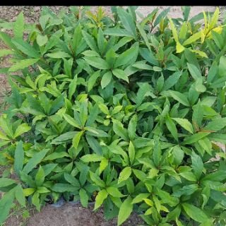 10 Cây lộc vừng con ( 50-80cm)