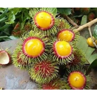 Cây giống chôm chôm ruột vàng siêu sớm