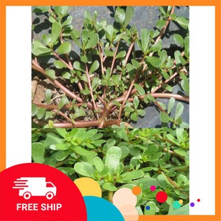 Gói 5 gr hạt giống rau sam