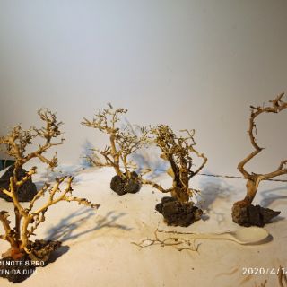 Lũa Bonsai thủy sinh giá rẻ