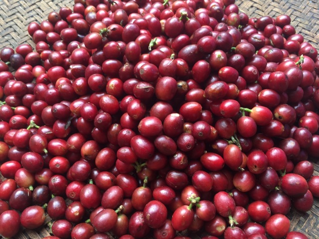 Cà phê nhân xanh hạt chưa rang arabica sơn la 1kg