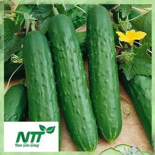 Hạt giống Dưa Chuột Nếp