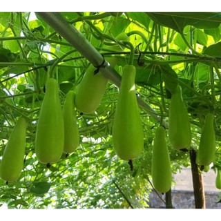 Hạt giống bầu xị - gói 5 hạt