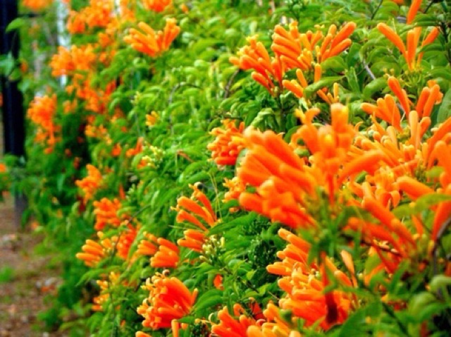 Thiên lí pháo- hoa chùm ớt cây leo 180k