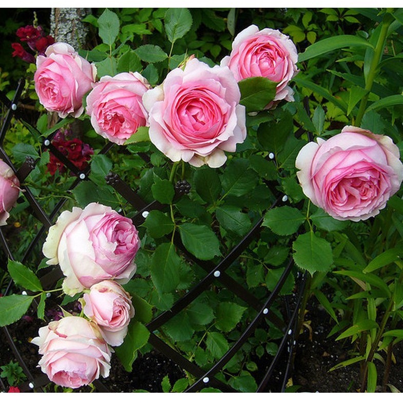 20 Hạt giống hoa Hồng leo Pháp mix (Tặng gói kích mầm, hướng dẫn ươm)