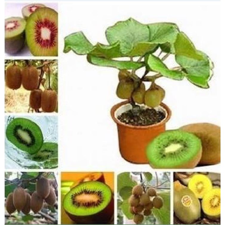 Hạt giống cây ăn trái kiwi 30 hạt_