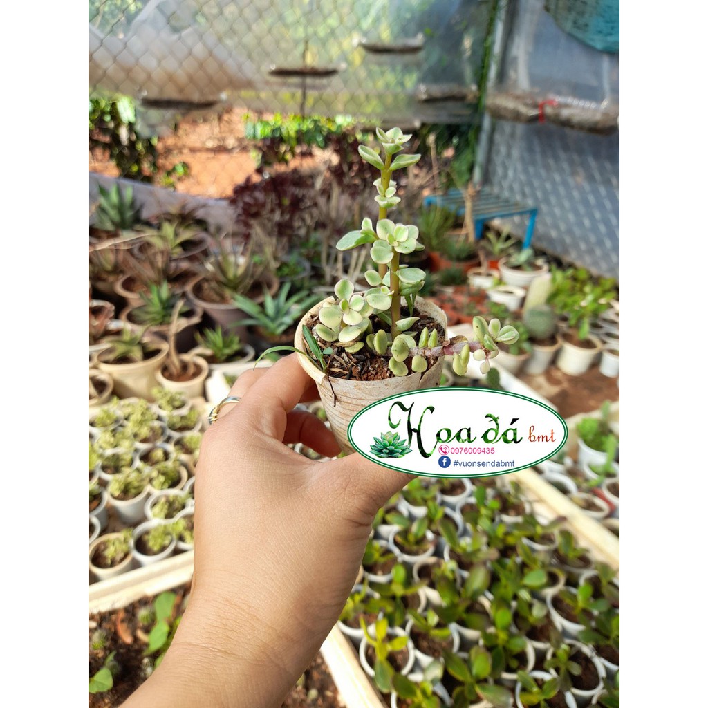 Sen đá đô la trắng Hoa Đá BMT