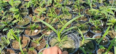 Hoa lan kiếm  Trắng Hà Thu